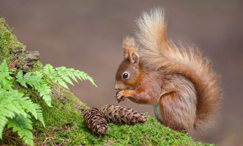 Red squirrel 5 (c) Wild Dales Photography